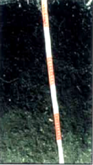Figure 3.4 A Barnes loam, common central North Dakota glacial till soil (NDSU image).